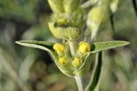 Phlomis lychnitis