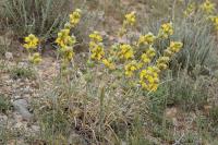 Phlomis lychnitis