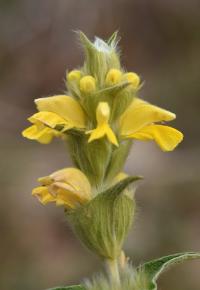 Phlomis lychnitis