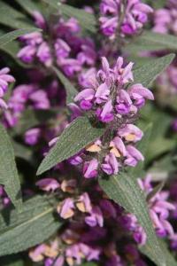 Phlomis herba-venti