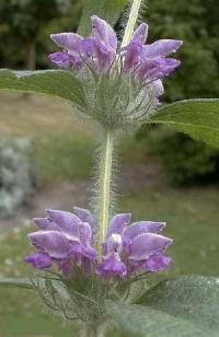 Phlomis herba-venti