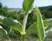 Phlomis herba-venti