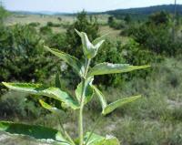 Phlomis herba-venti