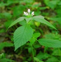 Galeopsis tetrahit