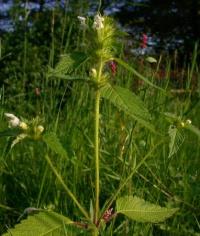 Galeopsis tetrahit