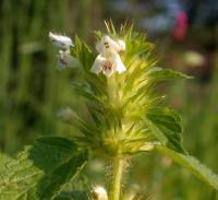 Galeopsis tetrahit