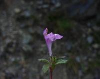 Galeopsis pyrenaica