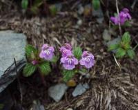 Galeopsis pyrenaica