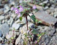 Galeopsis pyrenaica