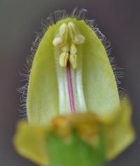 Lamium galeobdolon