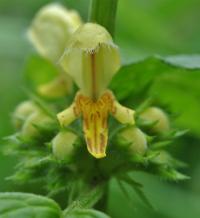 Lamium galeobdolon