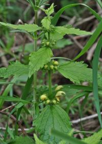 Lamium galeobdolon