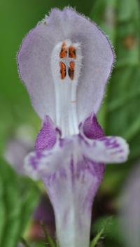 Lamium maculatum