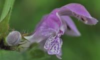 Lamium maculatum