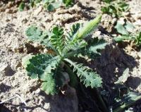 Glaucium corniculatum