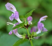 Lamium maculatum