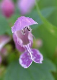 Lamium maculatum