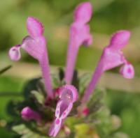 Lamium amplexicaule subsp. amplexicaule