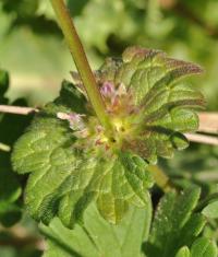 Lamium amplexicaule subsp. amplexicaule