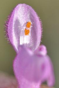 Lamium amplexicaule subsp. amplexicaule