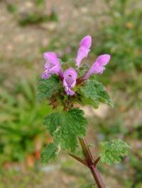 Lamium hybridum