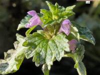 Lamium hybridum