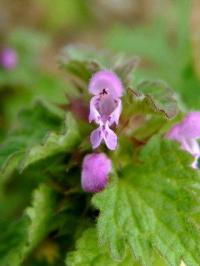 Lamium hybridum