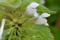 Lamium purpureum