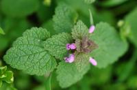 Lamium purpureum