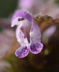 Lamium purpureum