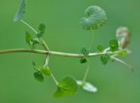 Lamium purpureum