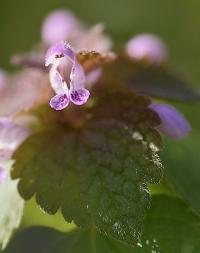 Lamium purpureum