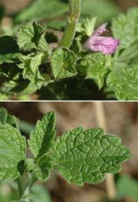 Ballota nigra subsp. foetida