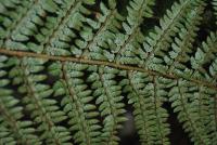 Polystichum setiferum