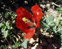 Glaucium corniculatum