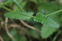 Stachys officinalis ssubsp. officinalis