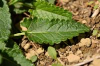 Stachys officinalis ssubsp. officinalis