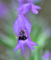 Stachys officinalis ssubsp. officinalis