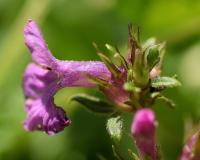 Stachys officinalis ssubsp. officinalis