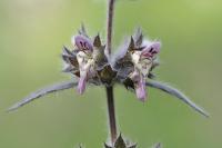 Stachys alpina subsp. alpina