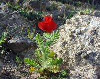 Glaucium corniculatum