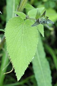 Stachys alpina subsp. alpina