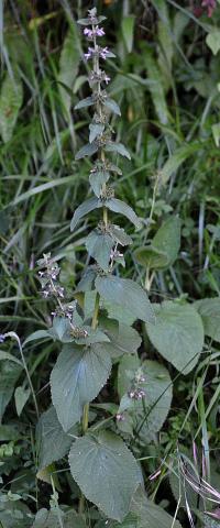 Stachys alpina subsp. alpina