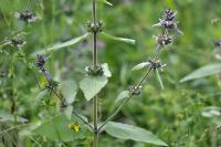 Stachys alpina subsp. alpina