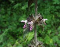 Stachys heraclea