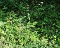 Stachys heraclea