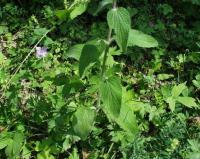 Stachys heraclea