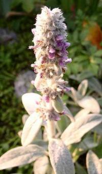 Stachys byzantina