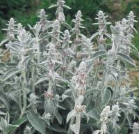 Stachys byzantina