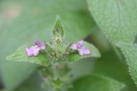 Stachys germanica subsp. germanica